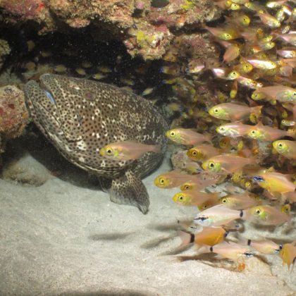 Exmouth Grouper