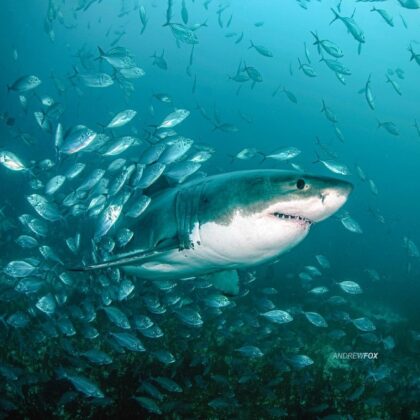 Great White Shark - Rodney Fox Exhibitions