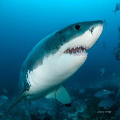 Great White Sharks - Andrew Fox