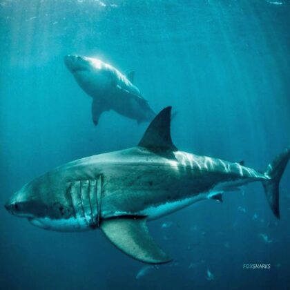Great White Sharks - Rodney Fox