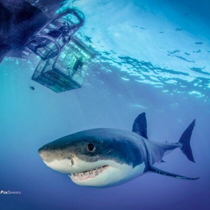 Great Whites - Rodney Fox