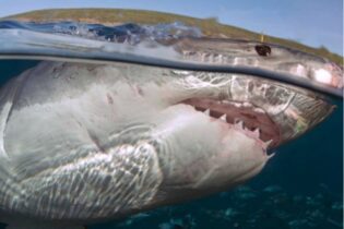 Great White Shark Cage Dive Expeditions