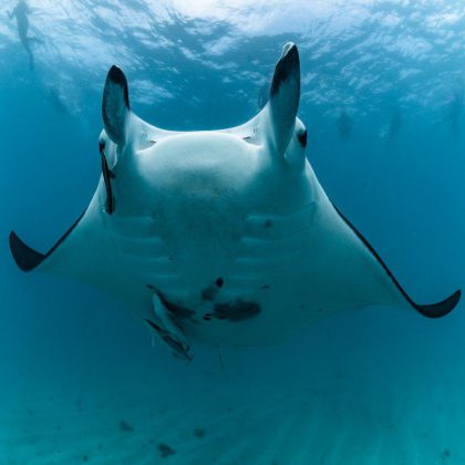 Manta Ray - Coral Bay