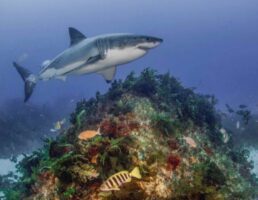 Neptune islands shark rodney fox