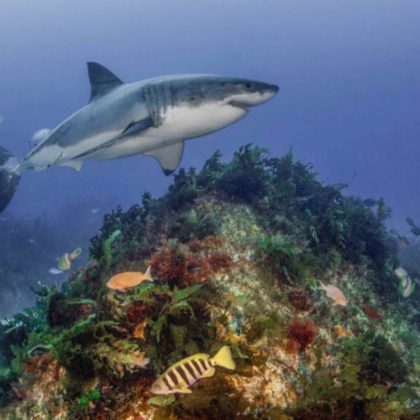 Neptune islands shark rodney fox