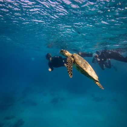 Swim with Whale Sharks, Ningaloo Reef