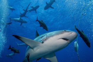 Dive Beyond the Edge: Your Ultimate Coral Sea Liveaboard Adventure