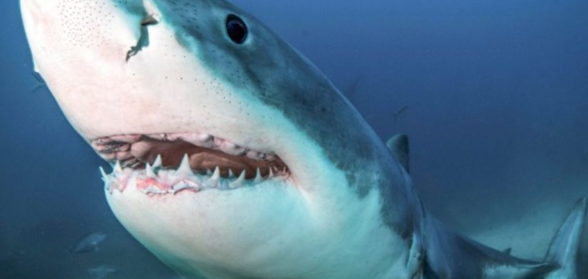 Great White shark, Australia