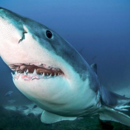 Great White shark, Australia