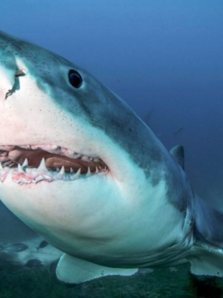 Great White shark, Australia