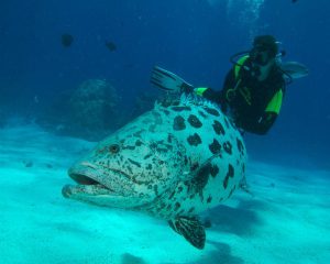 Scuba Diver with large Cod
