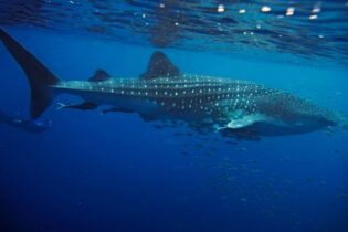 Western Australia’s Coral Coast: Perth Expeditions Made Easy