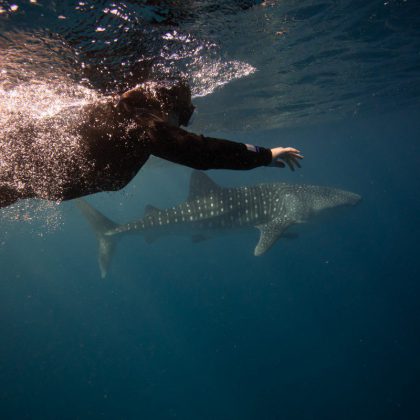 Whale Shark Ningaloo Reef