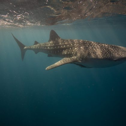 Whale Shark WA