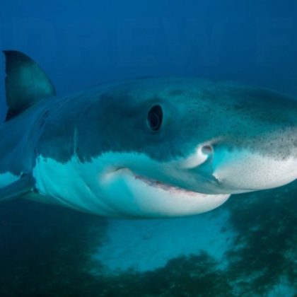 great white shark nose