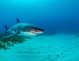 Great White shark at neptune islands