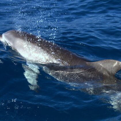 Dolphin-PWF_17