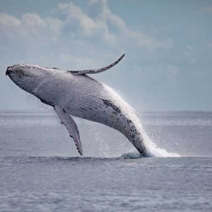 Humback Whale