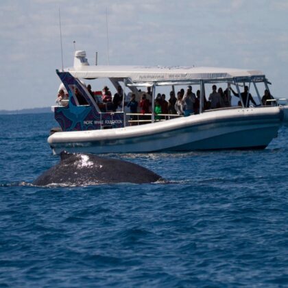 PACWHALE_OZ-28755