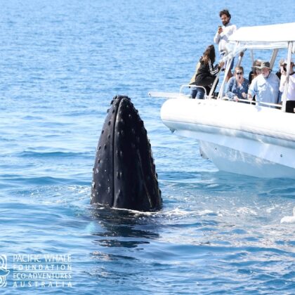 Pacific Whale Foundation