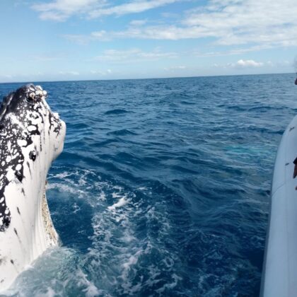 Pacific Whale Foundation Eco Adventures