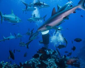 Shark Feed - Coral Sea