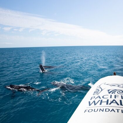 Whale Watching on Ocean Defender