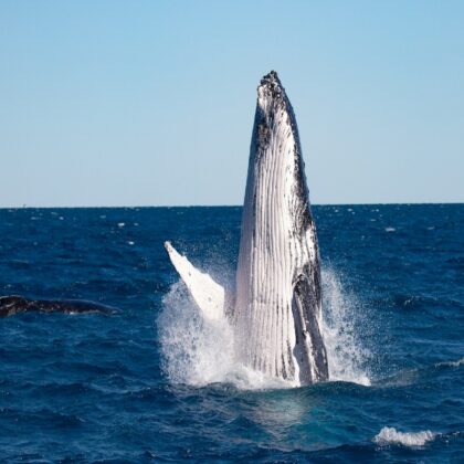 Whale watching on Ocean Defender trip